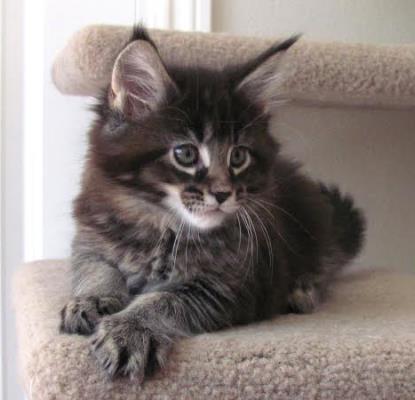 Big River Coon - Maine Coon Cats & Kittens Available Kittens