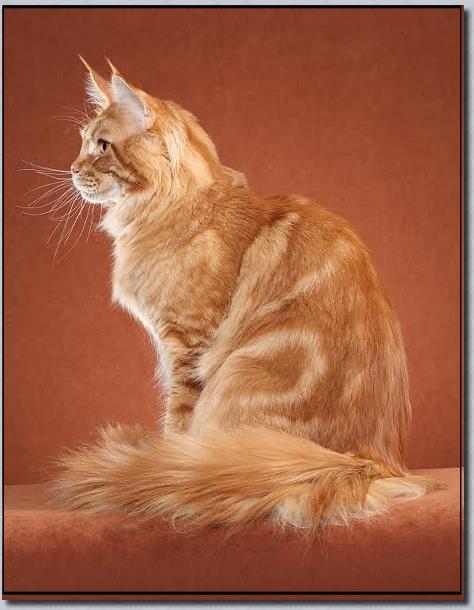 Big River Coon - Maine Coon Cats & Kittens Maine Coon Cats Washington ...