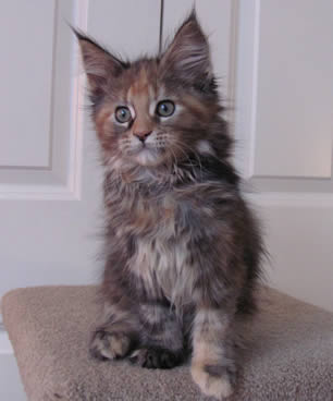 Big River Coon - Maine Coon Cats & Kittens Available Kittens