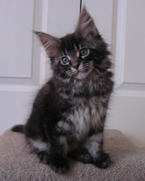 Big River Coon - Maine Coon Cats & Kittens Available Kittens