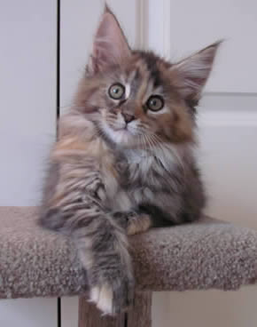 Big River Coon - Maine Coon Cats & Kittens Available Kittens