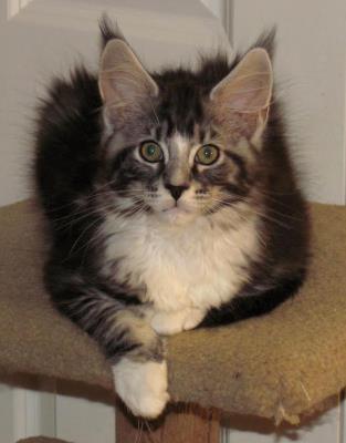 Big River Coon - Maine Coon Cats & Kittens Available Kittens