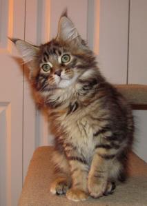 Big River Coon - Maine Coon Cats & Kittens Available Kittens