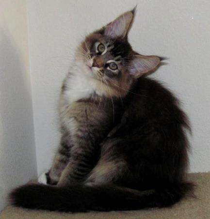 Big River Coon - Maine Coon Cats & Kittens Available Kittens