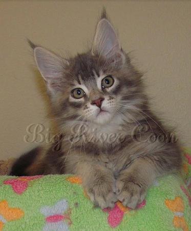 Maine coon Kittens