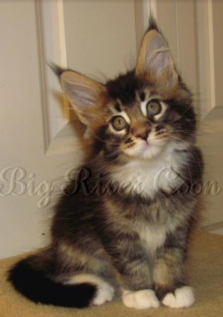 Big River Coon - Maine Coon Cats & Kittens Available Kittens