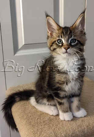 Maine Coon kitten