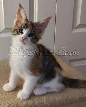 Maine Coon kitten