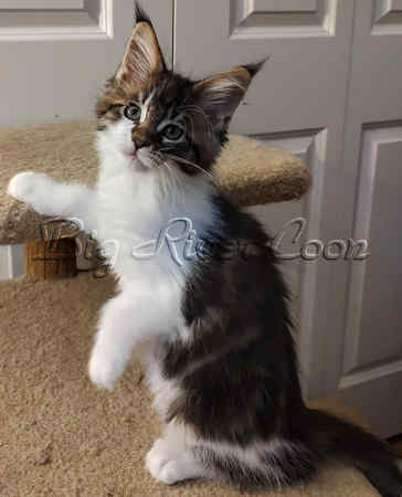 Maine Coon kitten