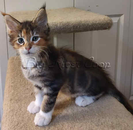 Maine Coon kitten