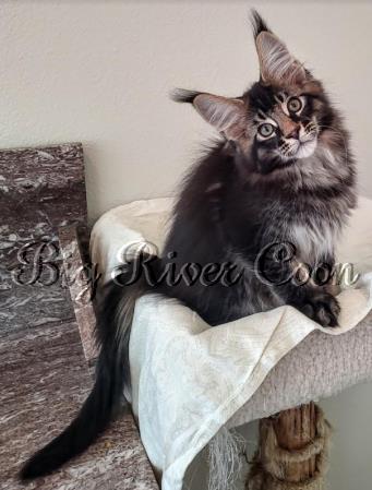 maine coon kittens