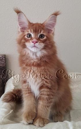 maine coon kittens