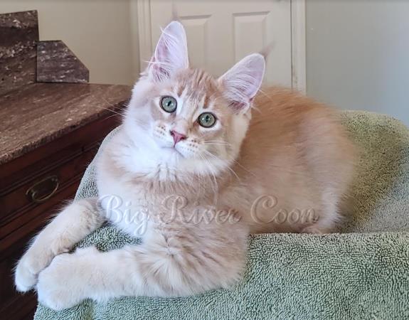 maine coon kitten