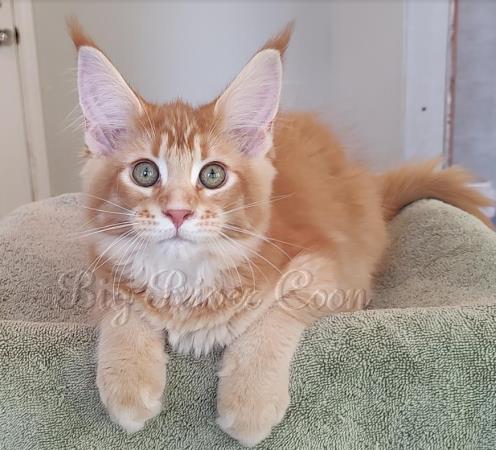 maine coon kitten