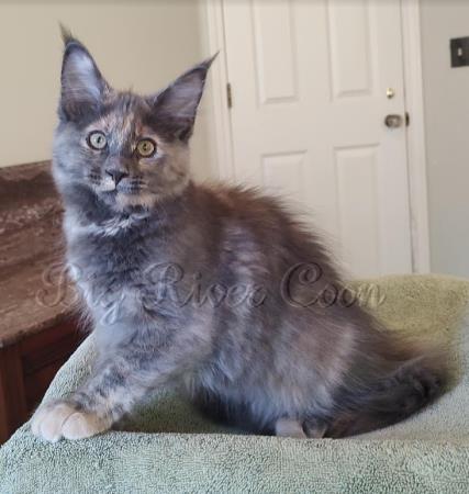 maine coon kitten