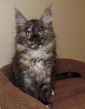 Big River Coon - Maine Coon Cats & Kittens Available Kittens