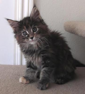 Big River Coon - Maine Coon Cats & Kittens Available Kittens