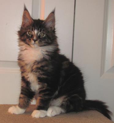 Big River Coon - Maine Coon Cats & Kittens Available Kittens