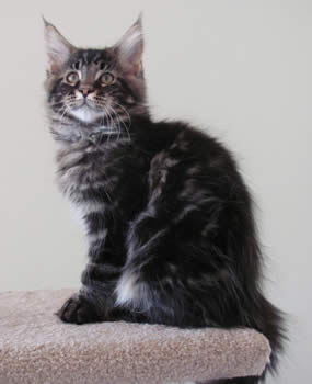 Big River Coon - Maine Coon Cats & Kittens Available Kittens