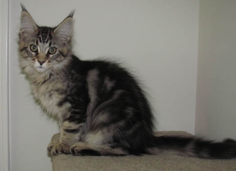 Big River Coon - Maine Coon Cats & Kittens Available Kittens