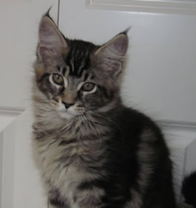 Big River Coon - Maine Coon Cats & Kittens Available Kittens