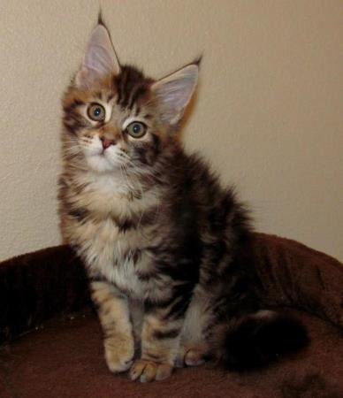 Big River Coon - Maine Coon Cats & Kittens Available Kittens