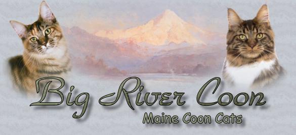 Big River Coon, Maine Coon Cats